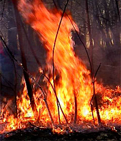 dossierwaldbrand1.jpg
